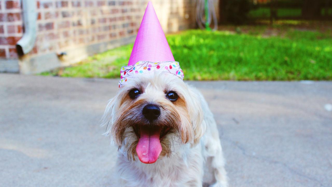 Wonderlijk Hoe je de verjaardag van jouw hond speciaal maakt - winkel-web.nl DH-46